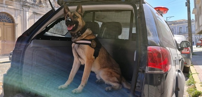 CONHEA XENON, O AGENTE CANINO DA DRACO DE RIO GRANDE