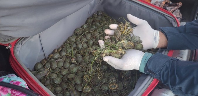 PRF ENCONTRA FILHOTES DE TARTARUGAS DENTRO DE MALA DURANTE ABORDAGEM NA BR 116, EM PELOTAS