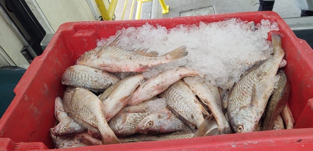 BANCO DE ALIMENTOS DE RG RECEBE DOAO DE PESCADOS APREENDIDOS PELA PATRAM