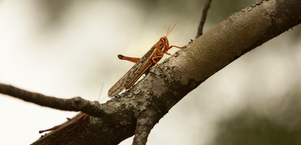 PORTARIA DECLARA EMERGÊNCIA FITOSSANITÁRIA NO RS PELO RISCO DE NUVEM DE GAFANHOTOS