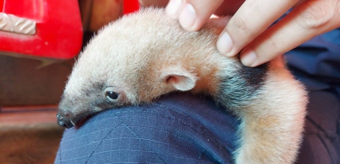 FILHOTE DE TAMANDU  SALVO POR CAMINHONEIRO AO TENTAR ATRAVESSAR A BR 116, EM JAGUARO