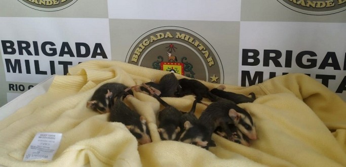 DENTISTAS SALVAM FILHOTES DE GAMBS CUJA ME HAVIA MORRIDO ATROPELADA, EM PINHAL DO SUL