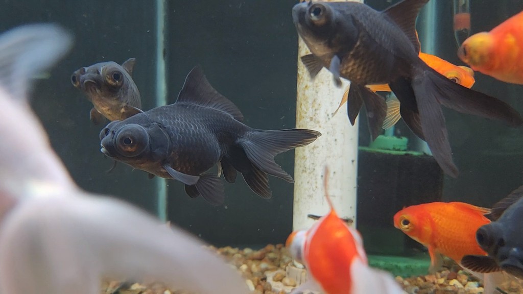 VideoCapture_20221015-130218